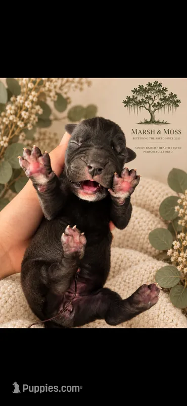 Female – Great Dane puppy for sale in Cross, SC