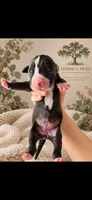 Female, a female Great Dane for sale in Cross, SC – 1 of 1