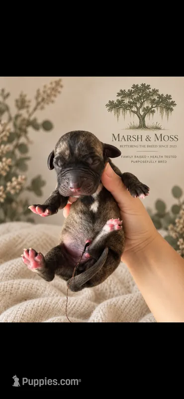 Male – Great Dane puppy for sale in Cross, SC