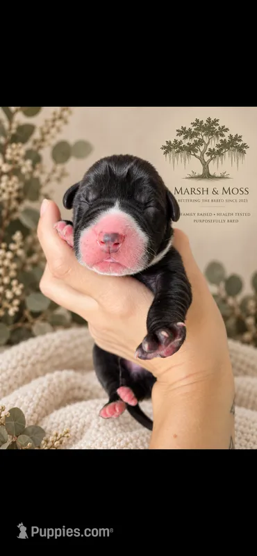 Male – Great Dane puppy for sale in Cross, SC
