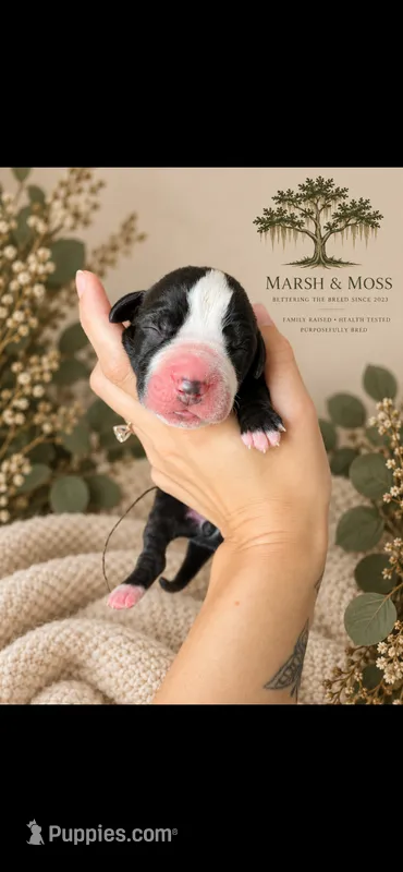 Male – Great Dane puppy for sale in Cross, SC