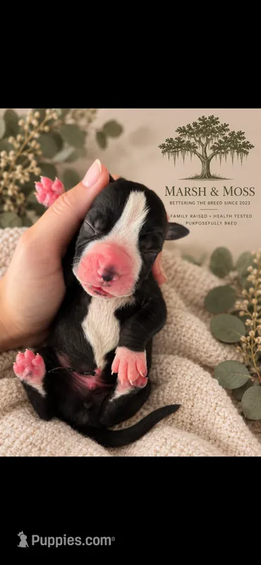 Male – Great Dane puppy for sale in Cross, SC