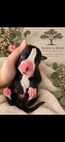 Male, a male Great Dane for sale in Cross, SC – 1 of 1