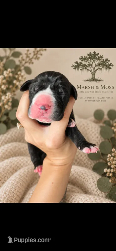 Female – Great Dane puppy for sale in Cross, SC