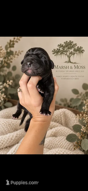 Female – Great Dane puppy for sale in Cross, SC