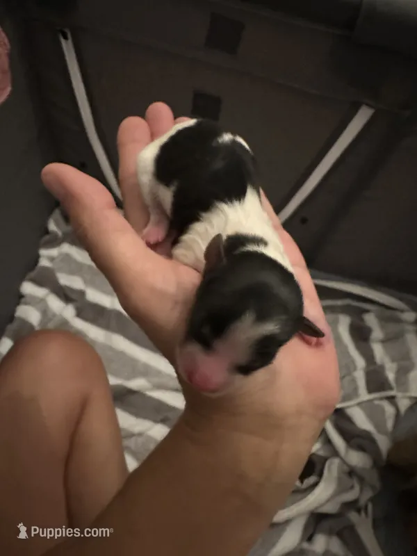 Female Blk/Wh Parti Yorkie – Yorkshire Terrier puppy for sale in Monroe, TN