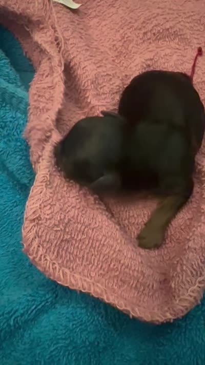 Male Traditional Yorkie Blk/Tan, a male Yorkshire Terrier for sale in Monroe, TN – 5 of 6