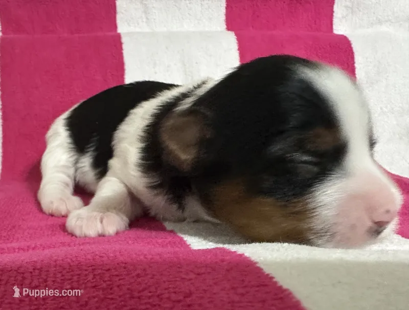 Female Blk/Wh Parti Yorkie – Yorkshire Terrier puppy for sale in Monroe, TN