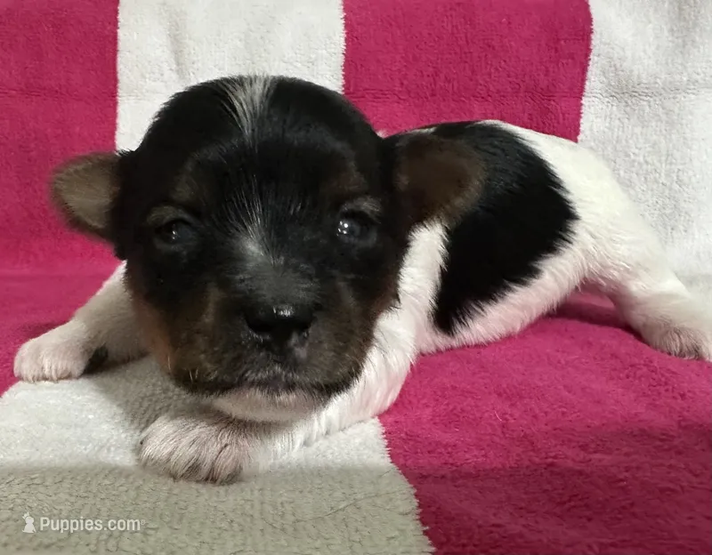 Female Blk/Wh Parti Yorki – Yorkshire Terrier puppy for sale in Monroe, TN