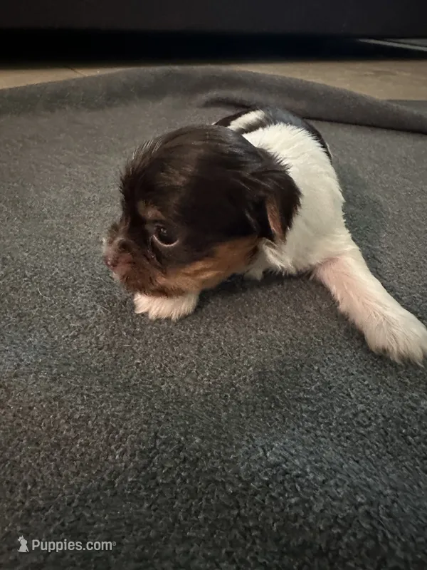 Male Chocolate /White Parti Yorkie – Yorkshire Terrier puppy for sale in Monroe, TN
