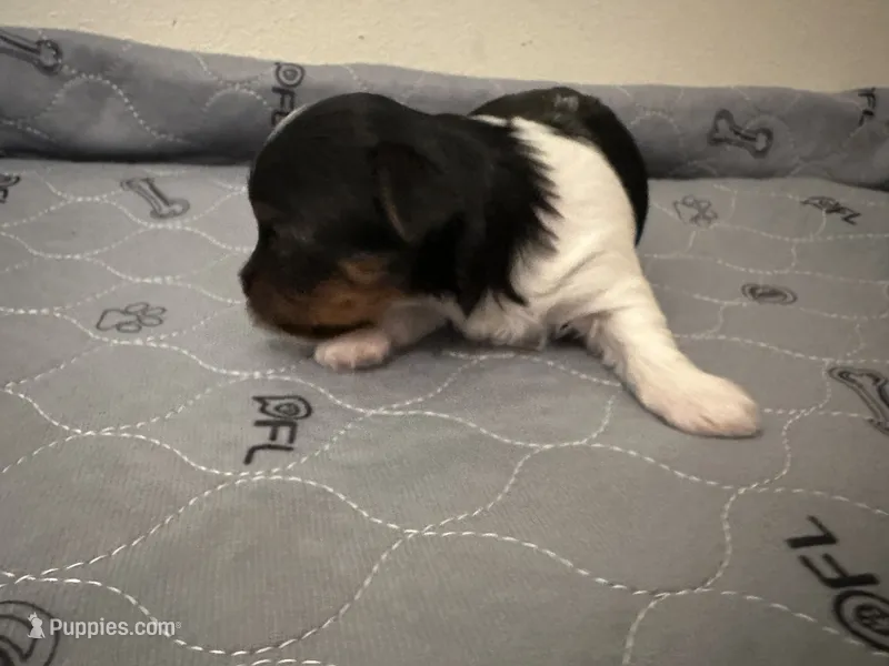 Female Blk/Wh Parti Yorki – Yorkshire Terrier puppy for sale in Monroe, TN
