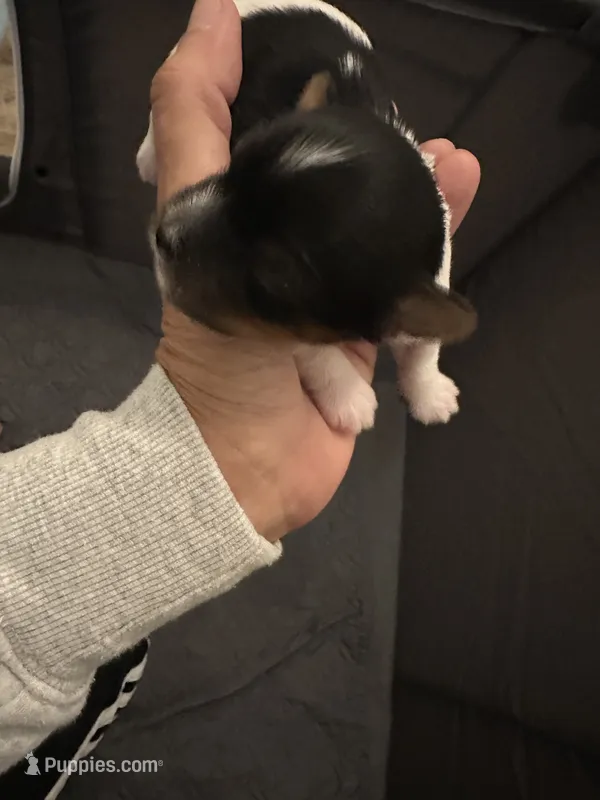 Female Blk/Wh Parti Yorki – Yorkshire Terrier puppy for sale in Monroe, TN
