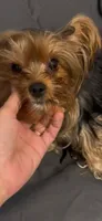 Male Brown/Wh Parti Yorki, a male Yorkshire Terrier for sale in Monroe, TN – 2 of 5