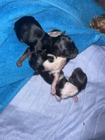 Female Blk/Wh Parti Yorki, a female Yorkshire Terrier for sale in Monroe, TN – 5 of 6