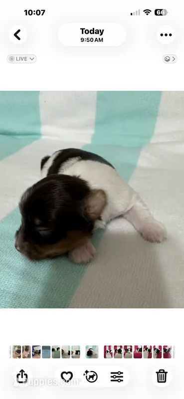Male Chocolate /White Parti Yorkie – Yorkshire Terrier puppy for sale in Monroe, TN