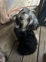 Male Brown/Wh Parti Yorki, a male Yorkshire Terrier for sale in Monroe, TN – 3 of 5