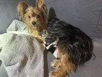 Male Chocolate /White Parti Yorkie, a male Yorkshire Terrier for sale in Monroe, TN – 7 of 7
