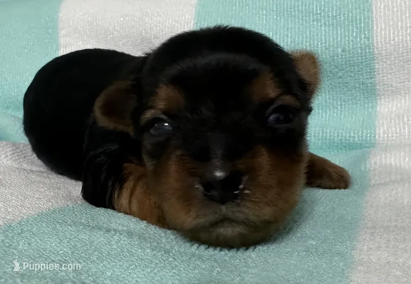 Male Traditional Yorkie Blk/Tan – Yorkshire Terrier puppy for sale in Monroe, TN