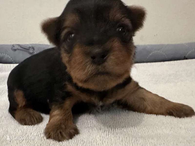 Male Traditional Yorkie Blk/Tan – Yorkshire Terrier puppy for sale in Monroe, TN
