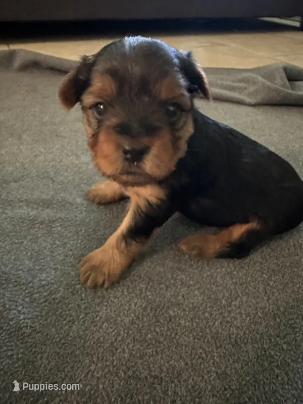 Male Traditional Yorkie Blk/Tan – Yorkshire Terrier puppy for sale in Monroe, TN
