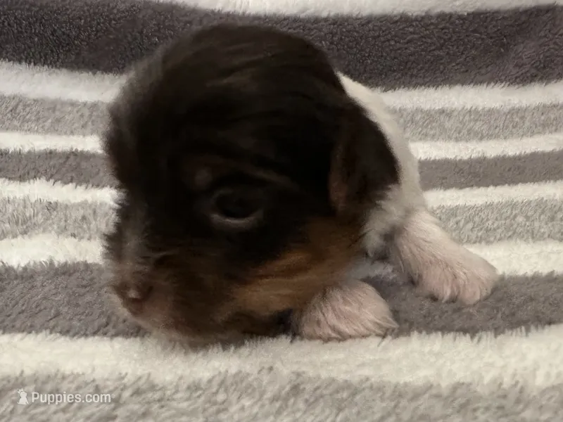 Male Chocolate /White Parti Yorkie – Yorkshire Terrier puppy for sale in Monroe, TN