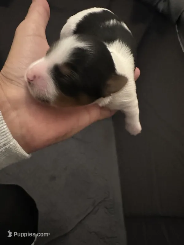 Female Blk/Wh Parti Yorkie – Yorkshire Terrier puppy for sale in Monroe, TN