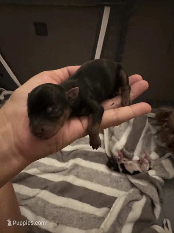 Male Traditional Yorkie Blk/Tan – Yorkshire Terrier puppy for sale in Monroe, TN