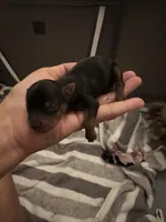 Male Traditional Yorkie Blk/Tan, a male Yorkshire Terrier for sale in Monroe, TN – 1 of 6