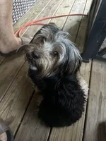 Female Blk/Wh Parti Yorki, a female Yorkshire Terrier for sale in Monroe, TN – 2 of 6
