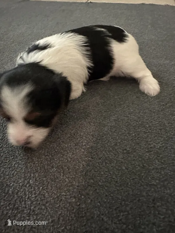 Female Blk/Wh Parti Yorkie – Yorkshire Terrier puppy for sale in Monroe, TN
