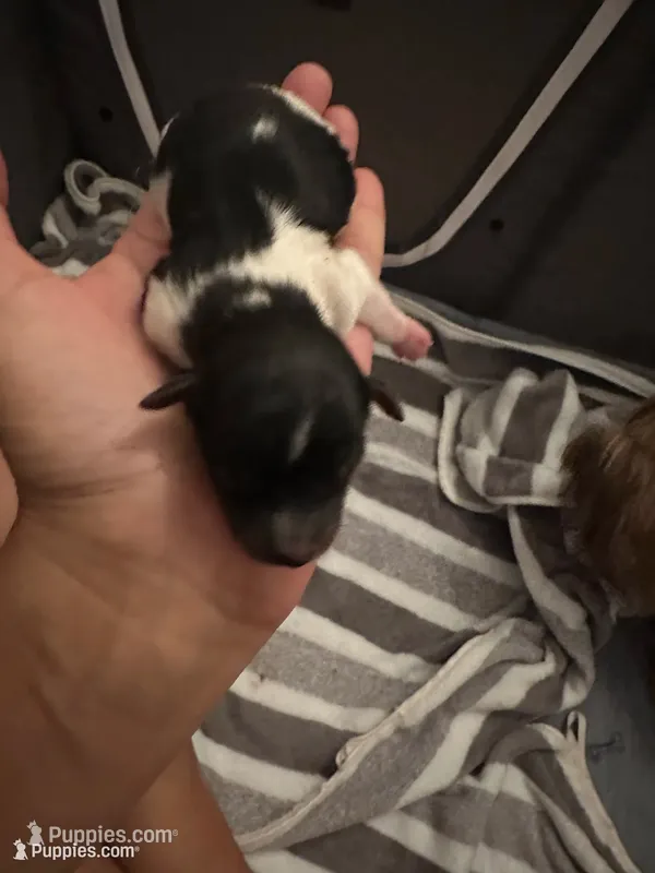 Female Blk/Wh Parti Yorki – Yorkshire Terrier puppy for sale in Monroe, TN