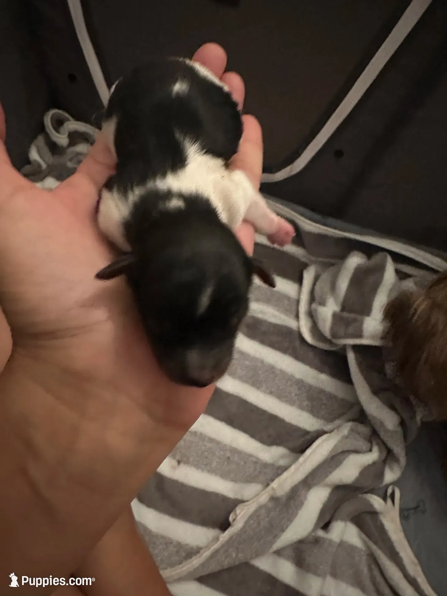 Female Blk/Wh Parti Yorki, a female Yorkshire Terrier for sale in Monroe, TN – 1 of 6