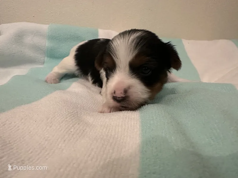 Female Blk/Wh Parti Yorkie – Yorkshire Terrier puppy for sale in Monroe, TN