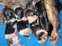 Male Brown/Wh Parti Yorki, a male Yorkshire Terrier for sale in Monroe, TN – 4 of 5