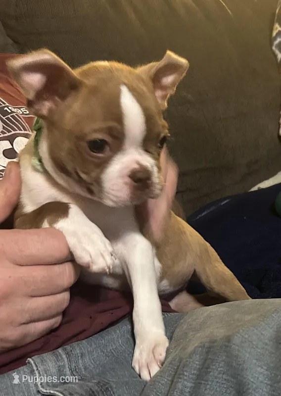 Green – Boston Terrier puppy for sale in Earlsboro, OK