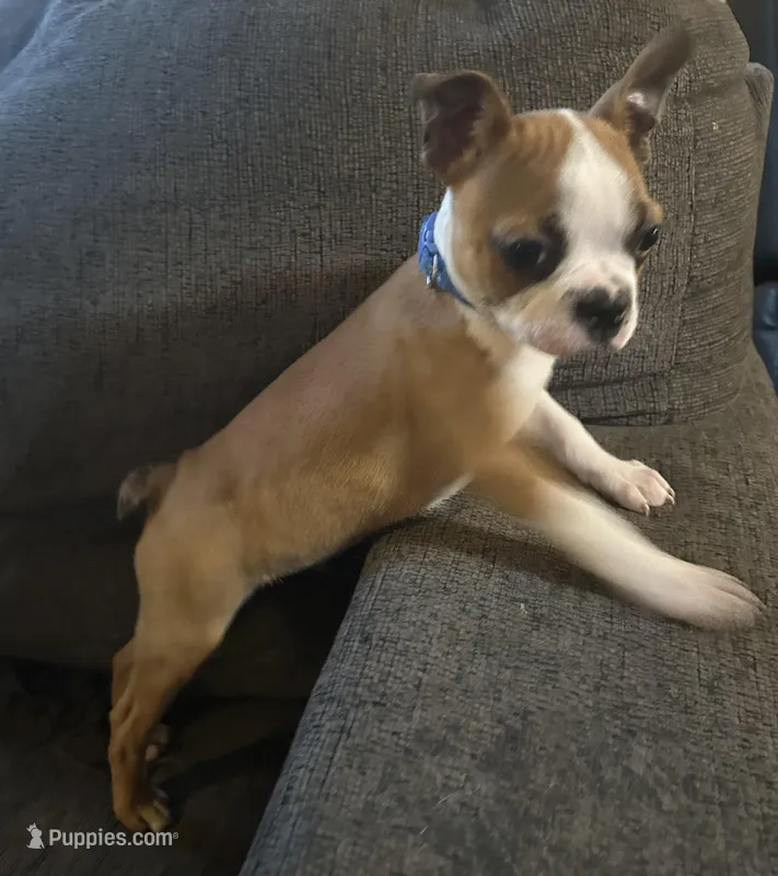 Blue – Boston Terrier puppy for sale in Earlsboro, OK