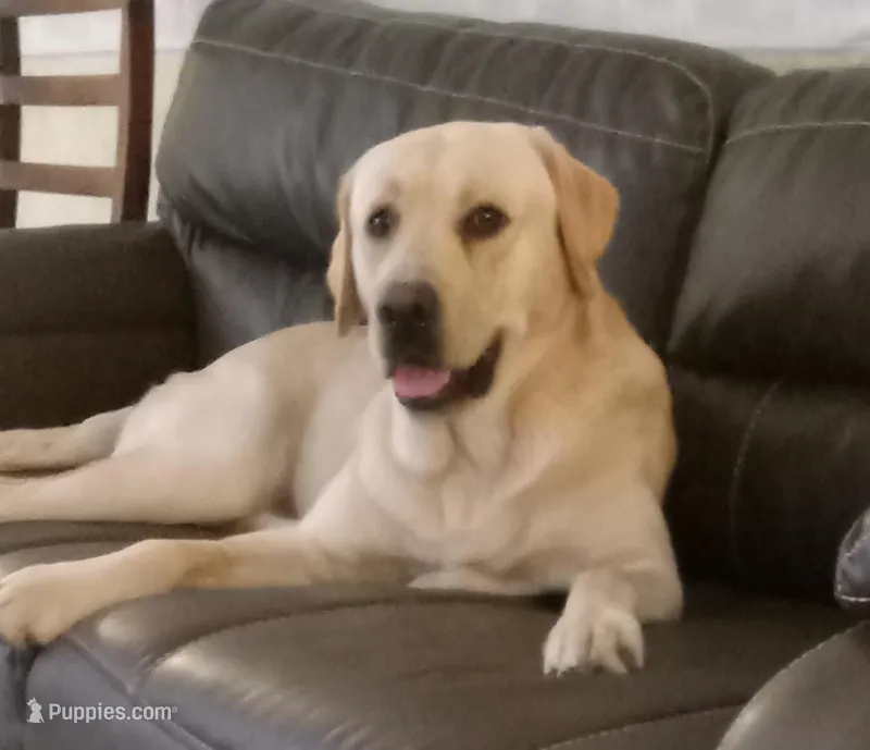 Boogie, a male Labrador Retriever for sale in New Bern, NC – Photo 1 of 1