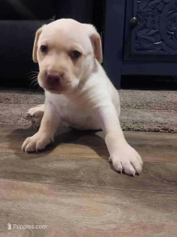 Cutie#2 – Labrador Retriever puppy for sale in Cedar Island, NC