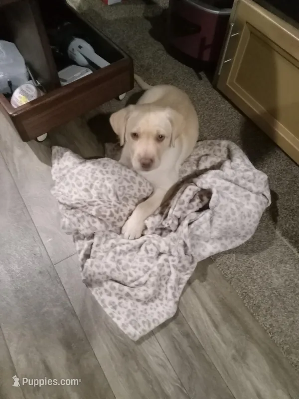 Cutie#2 – Labrador Retriever puppy for sale in Cedar Island, NC