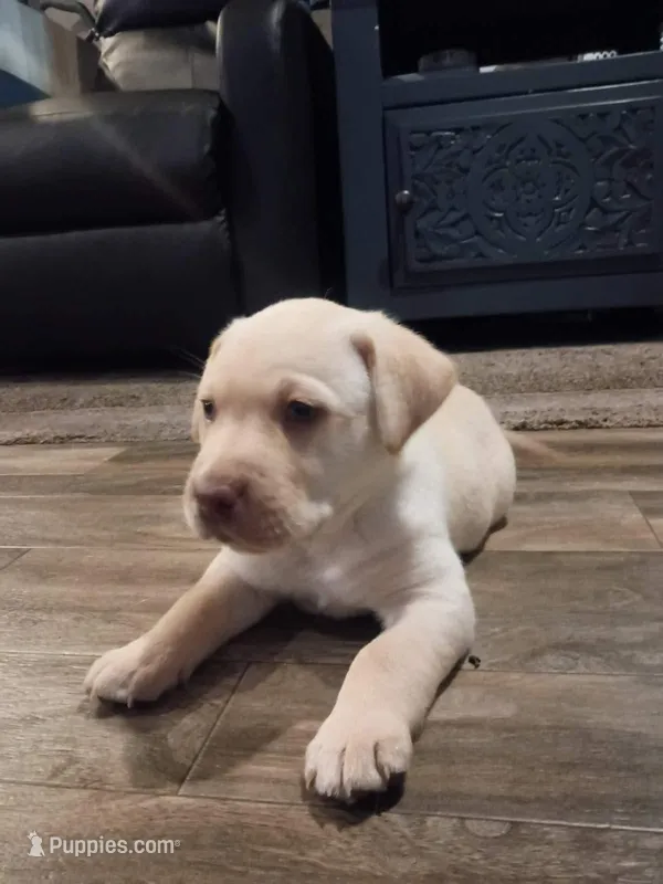 Cutie#2 – Labrador Retriever puppy for sale in Cedar Island, NC