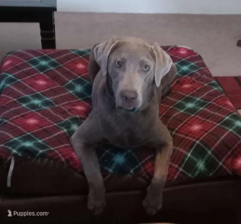 Willow, a female Labrador Retriever for sale in New Bern, NC – Photo 1 of 1