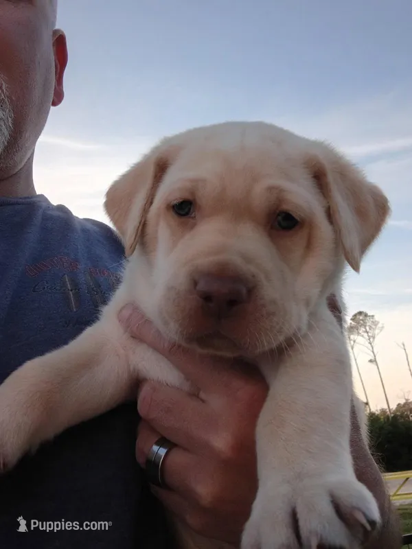 Cutie #3 – Labrador Retriever puppy for sale in Cedar Island, NC