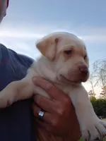 Cutie #3, a male Labrador Retriever for sale in Cedar Island, NC – Photo 2 of 2