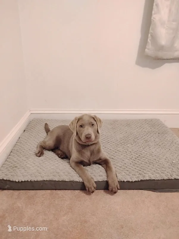 Willow – Labrador Retriever puppy for sale in New Bern, NC