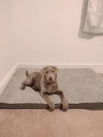 Willow, a female Labrador Retriever for sale in New Bern, NC – Photo 1 of 4