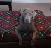 Willow, a female Labrador Retriever for sale in New Bern, NC – Photo 3 of 4
