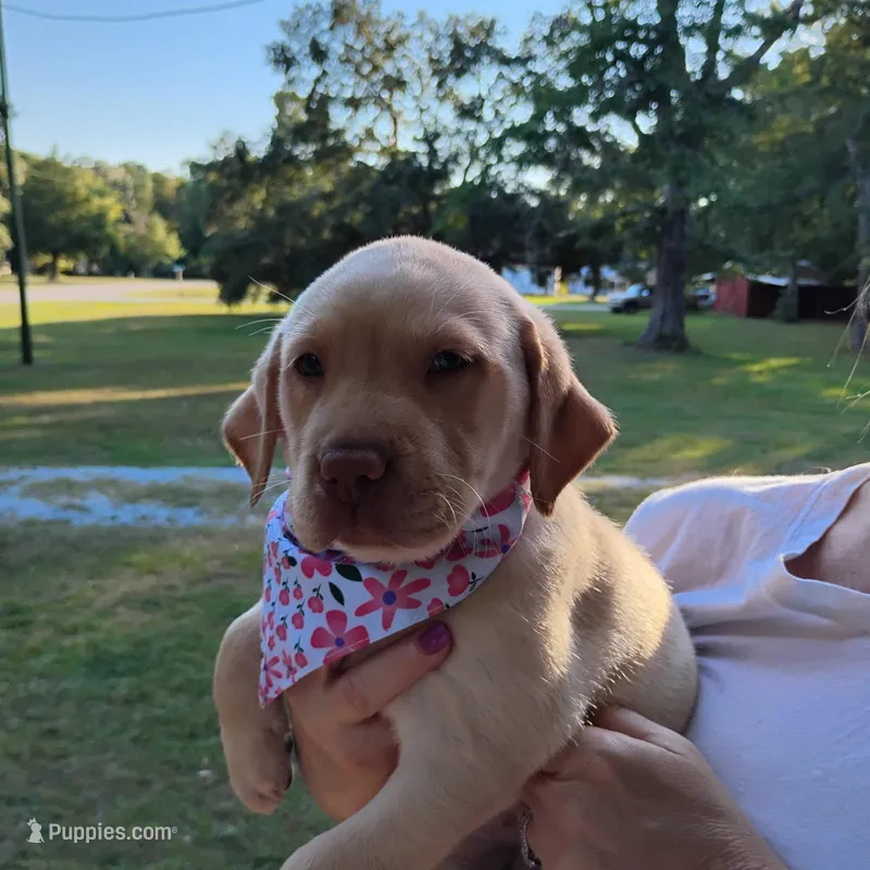 Cutie #5 – Labrador Retriever puppy for sale in Cedar Island, NC