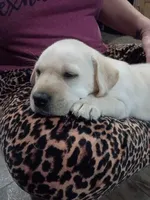 Cutie #1, a female Labrador Retriever for sale in Cedar Island, NC – Photo 2 of 2