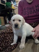 Cutie #1, a female Labrador Retriever for sale in Cedar Island, NC – Photo 1 of 2