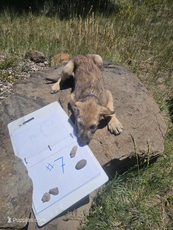 Seven – Irish Wolfhound puppy for sale in Mormon Lake, AZ